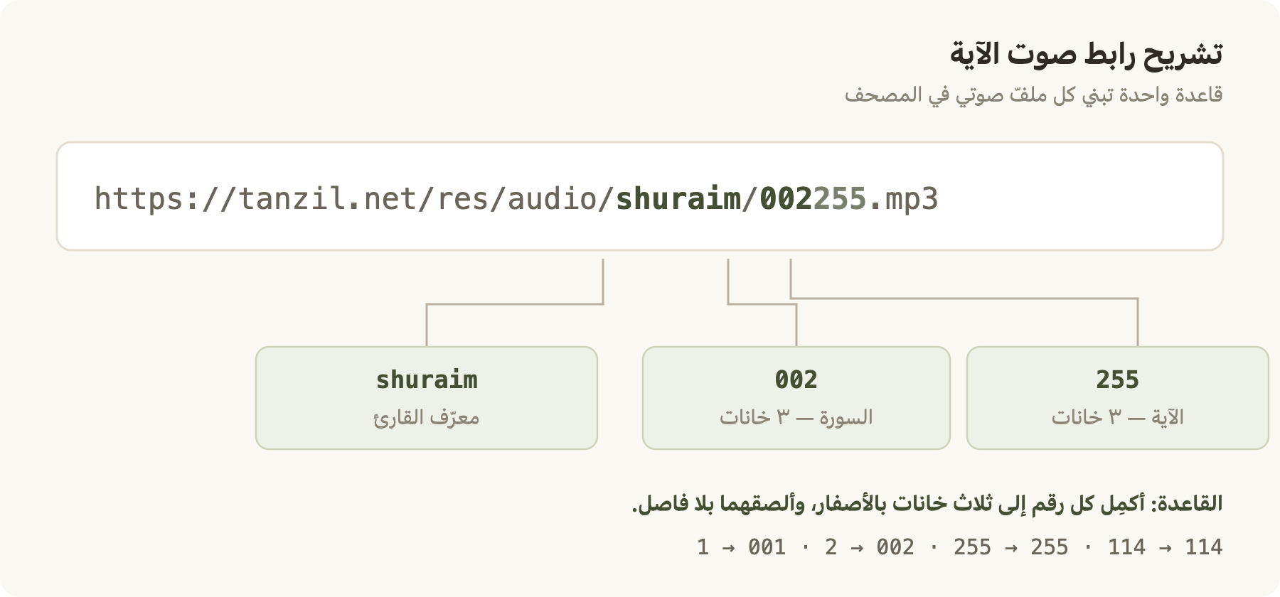 تشريح رابط الصوت
